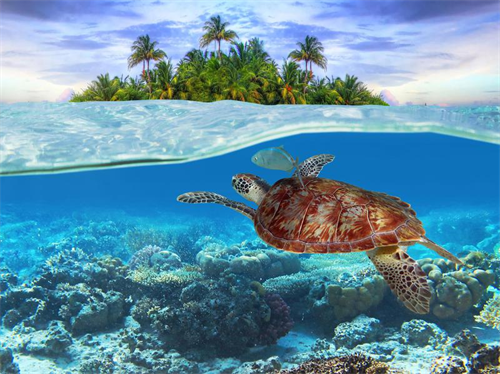 Sea Turtle